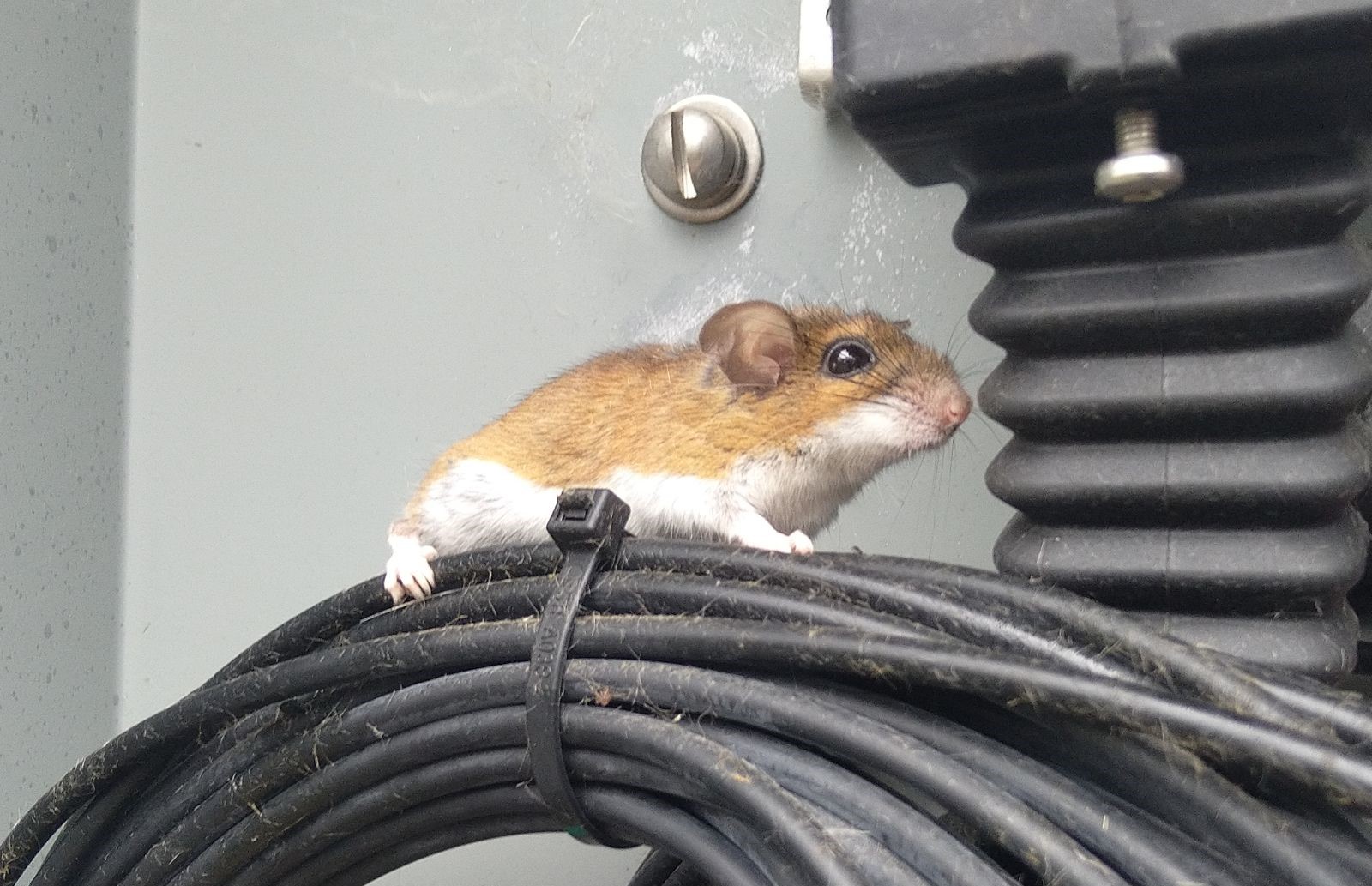 The Dangers of Mice Chewing on Electrical Wires in Your Home