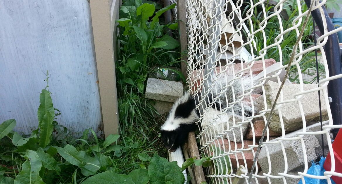 The Skunk Dilemma Humane Removal Techniques That Work