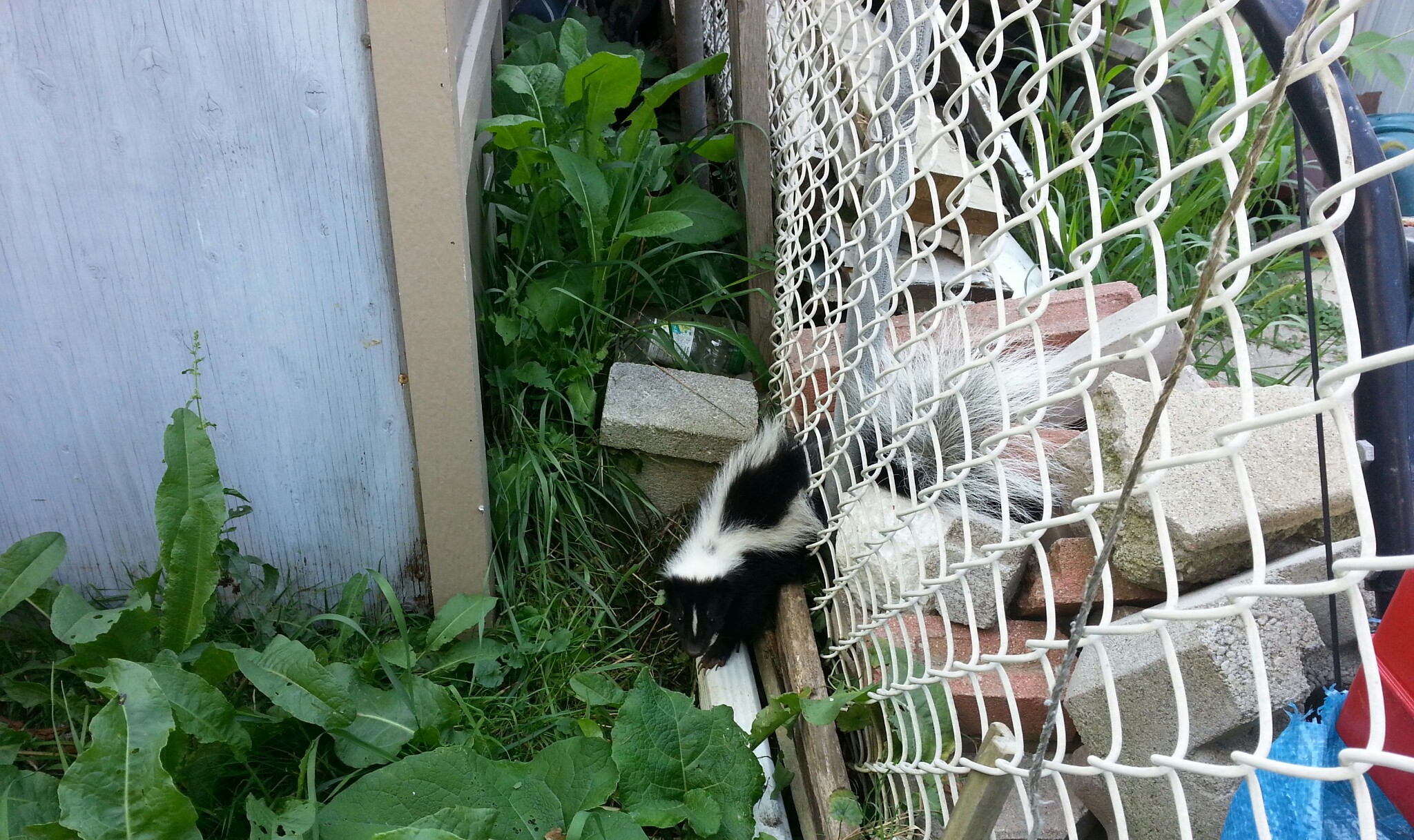 The Skunk Dilemma Humane Removal Techniques That Work